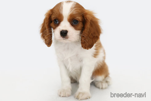 成約済の神奈川県のキャバリアキングチャールズスパニエル-248615の3枚目